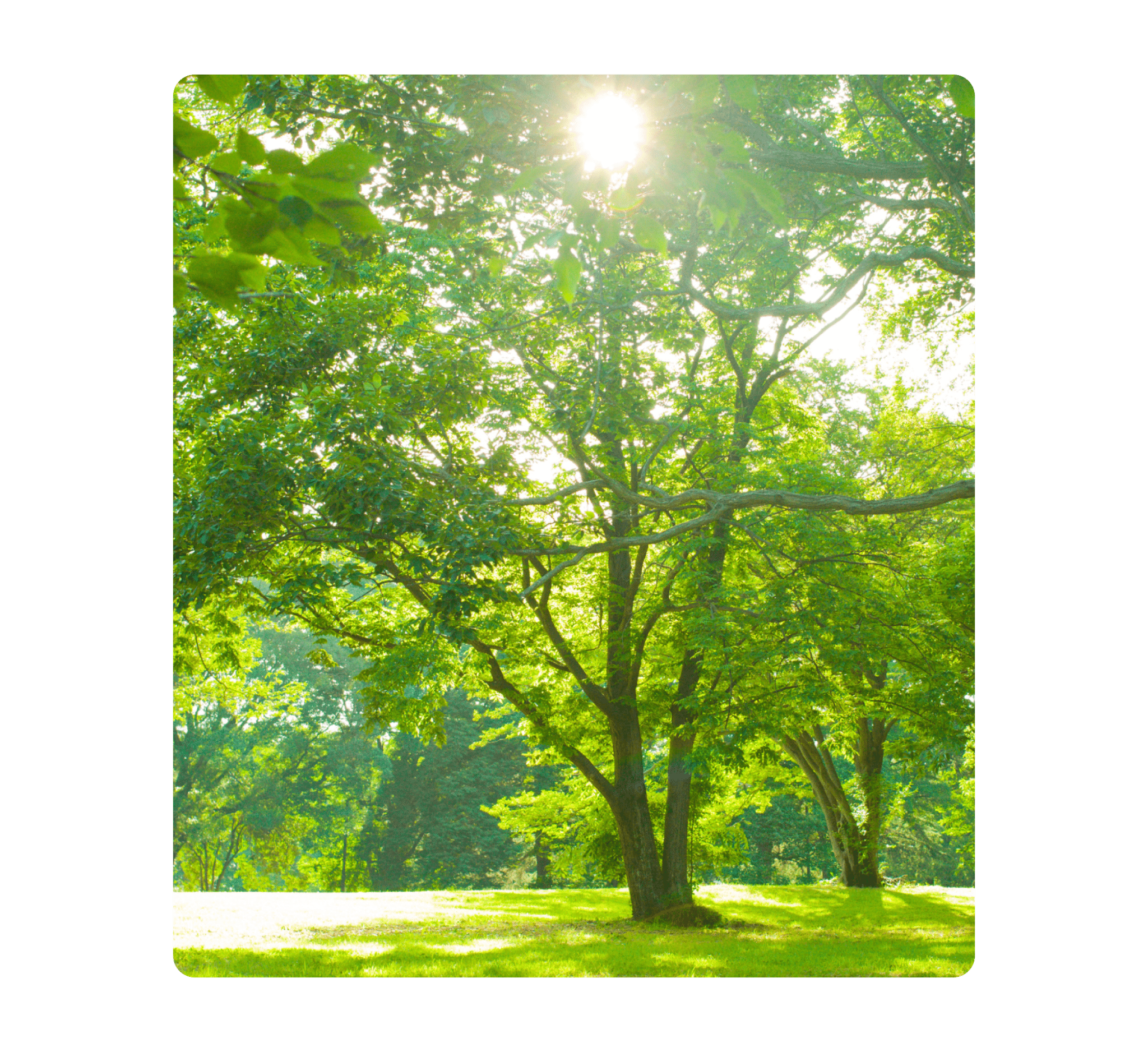 Baum im Grünen, durch dessen Baumkrone die Sonne scheint
